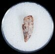 Bargain Raptor Tooth From Morocco - #7423-1